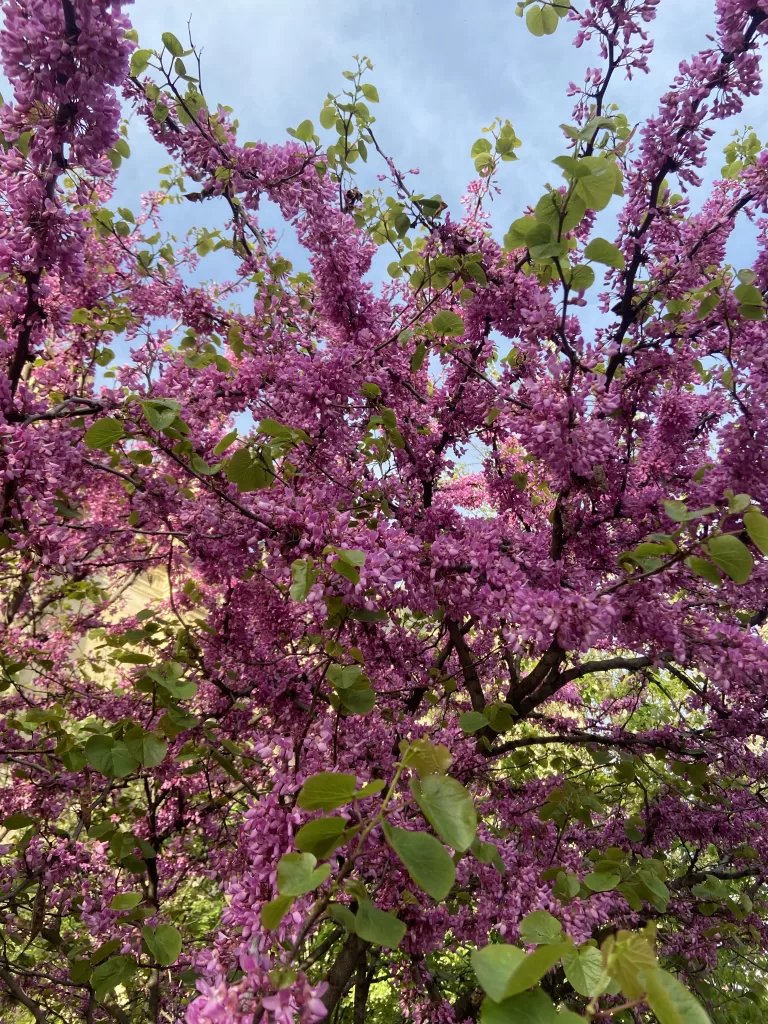 Cherry Blossom in Jardin des Tuileries, Paris. Discover the best of Paris at parisiansundays.com