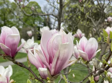 Magnolia in a Paris Park.