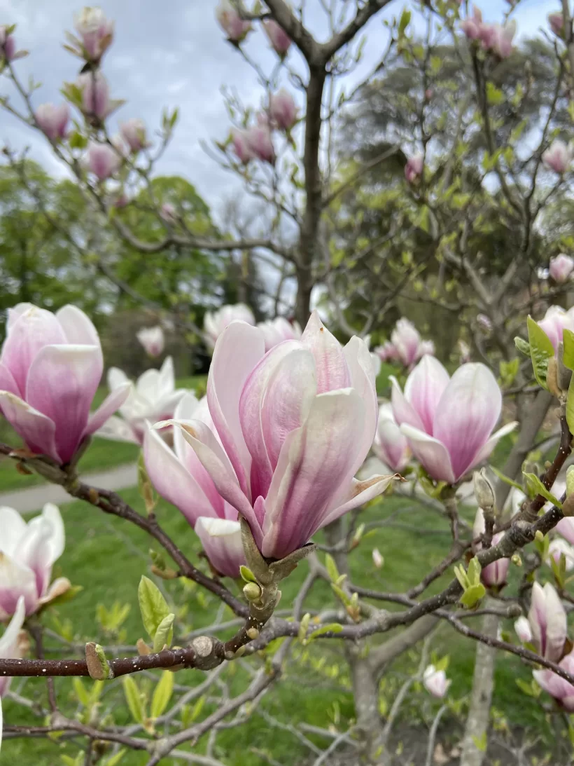 Magnolia in a Paris Park.